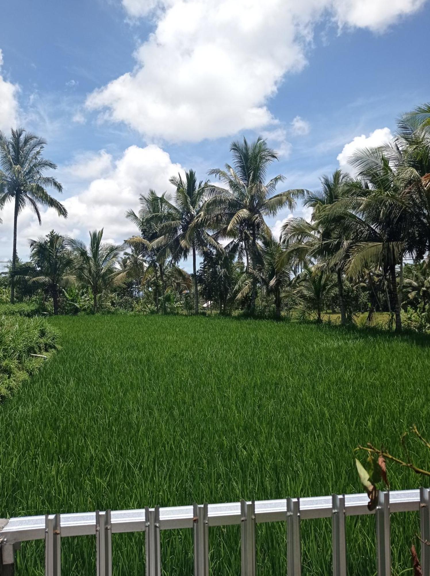 Eltari Homestay Tetebatu Kültér fotó